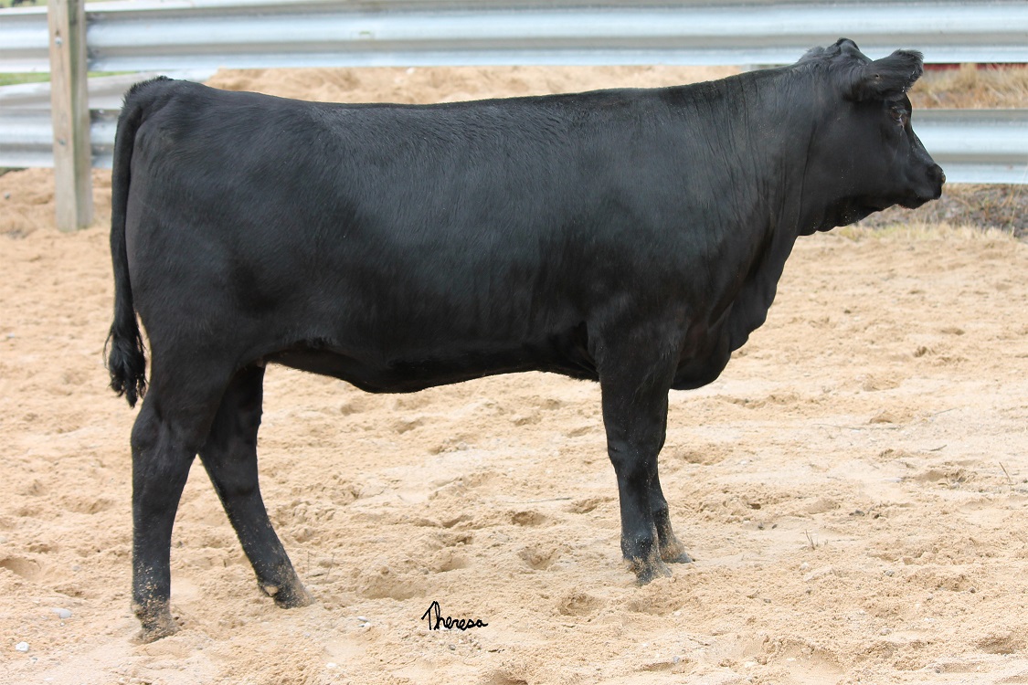 2016 Michigan Angus Fall Sale - KB ANGUS