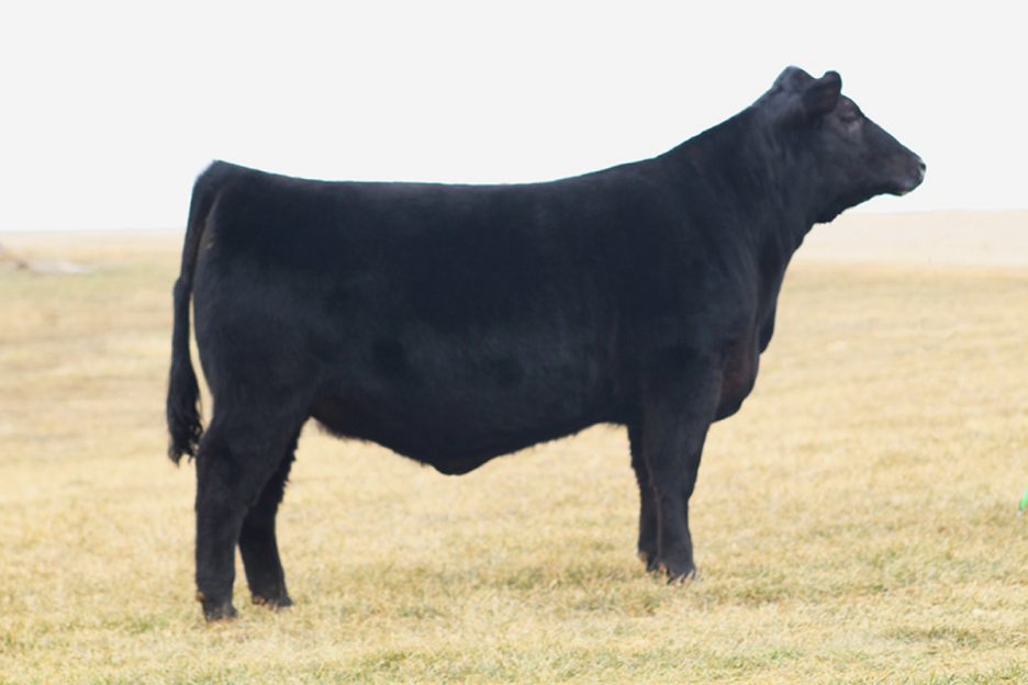 KBAbigale of D10 F45 KB ANGUS