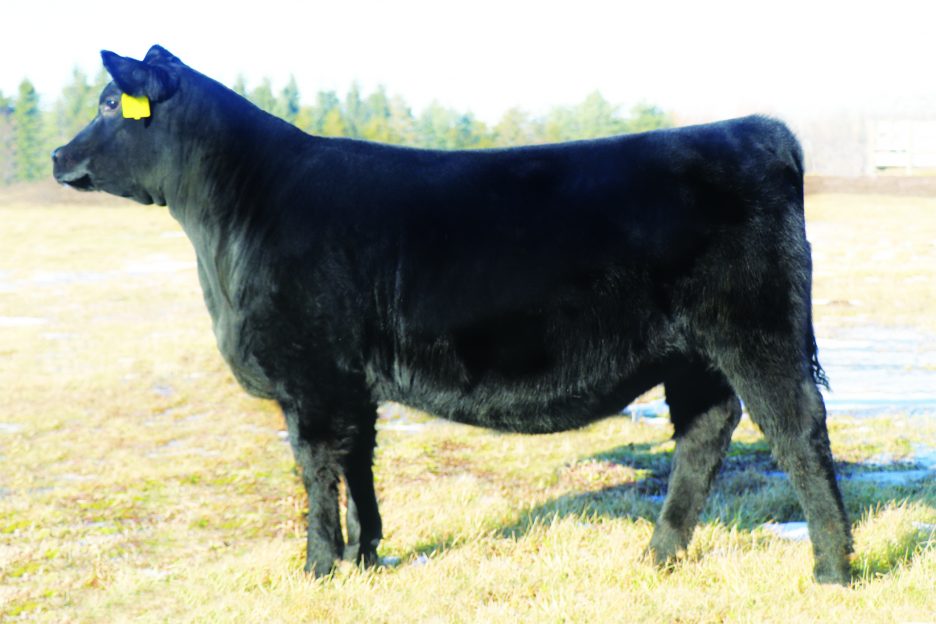 KB ANGUS Striving for Excellence with Enhanced EPD's