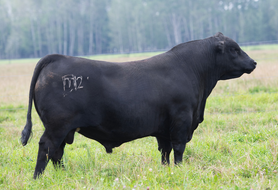 Great Meadows Angus KB ANGUS