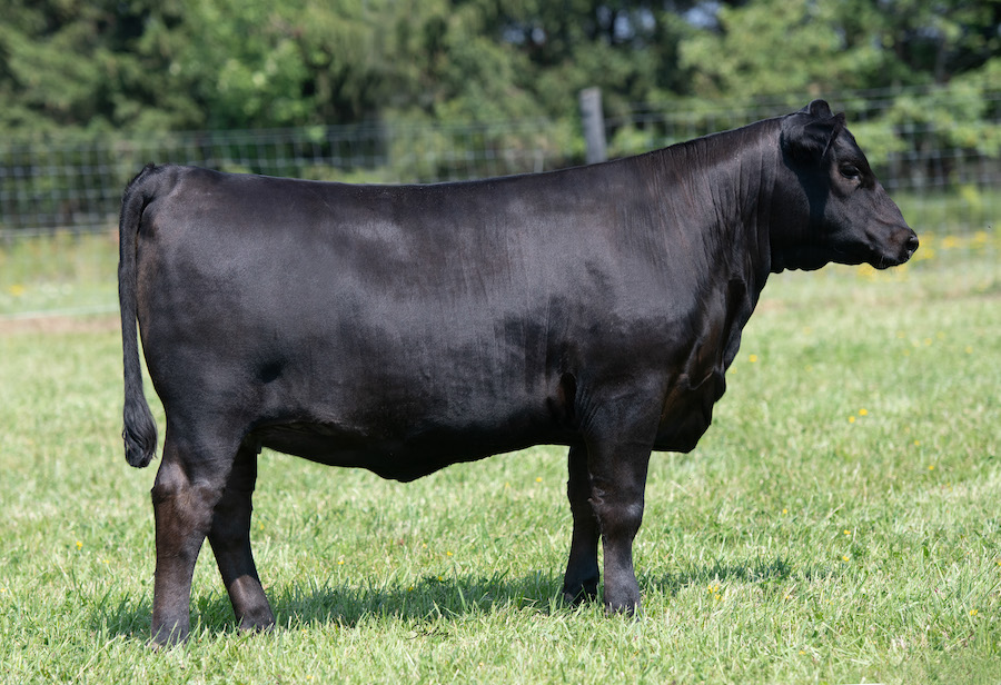 Great Meadows Angus KB ANGUS