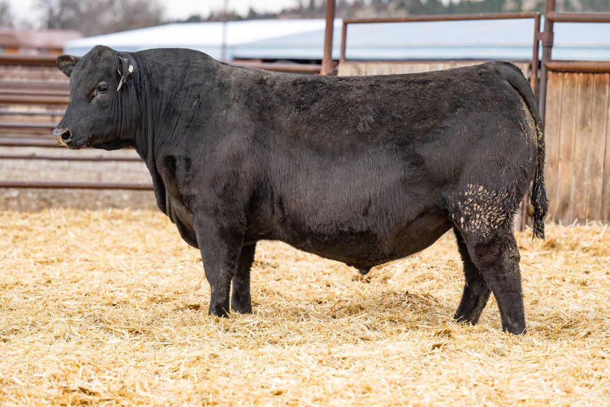 LOT #157 KB-Prolific of J51 M79 LOT #157 KB-Prolific of J51 M79