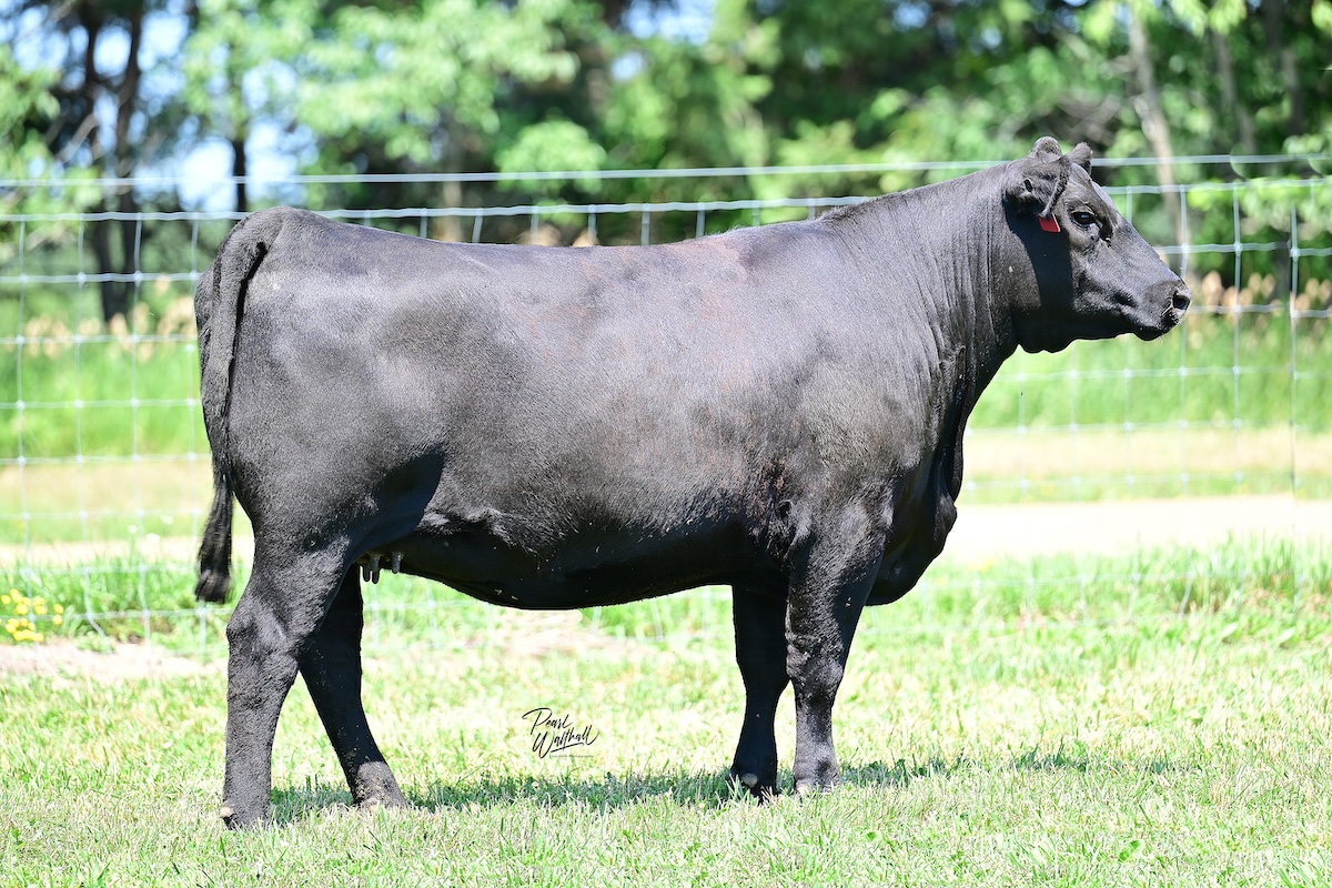 KB-Bandi of H139 M77
