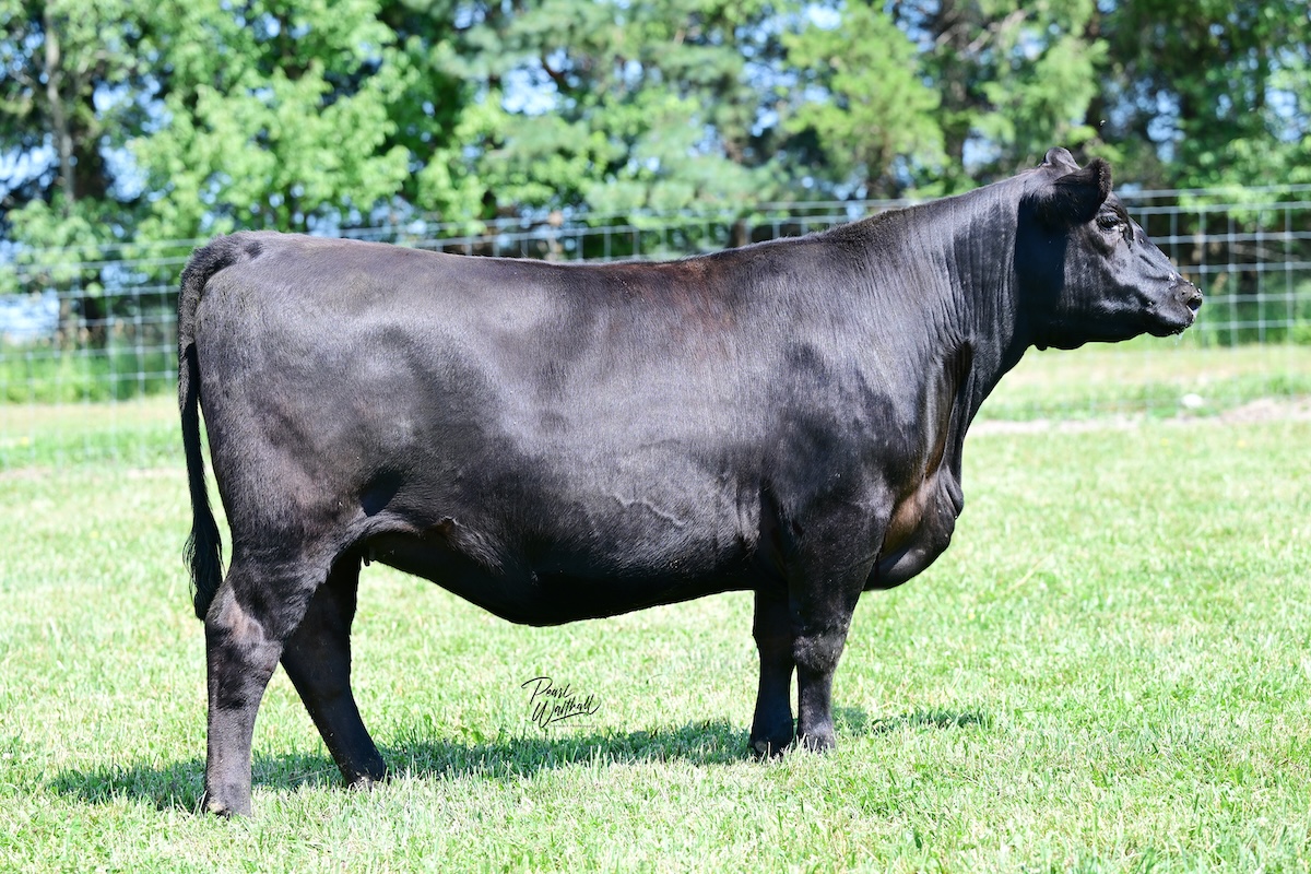 KB-Butter Fly of G14 M63