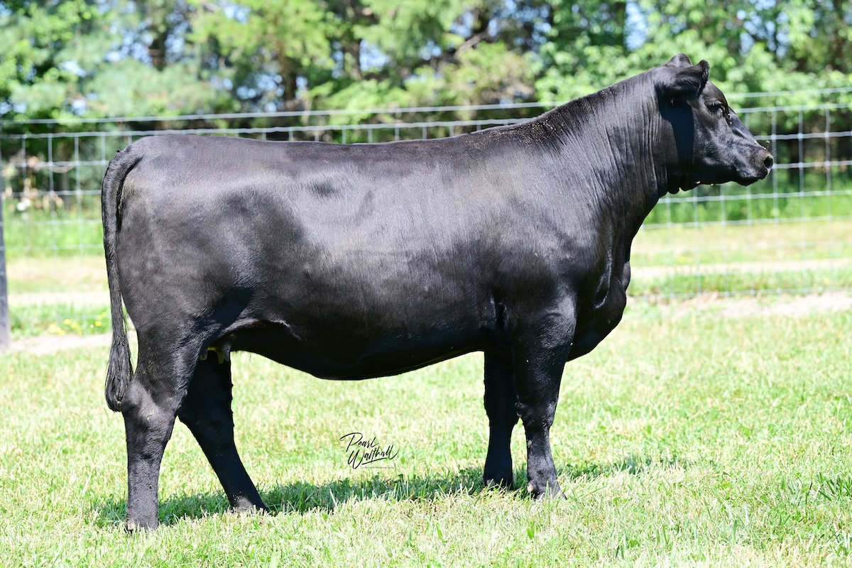 KB-Empress of 51D N10