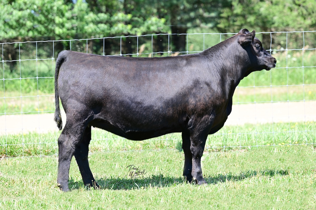 KB-Frosty Elba of J51 N69