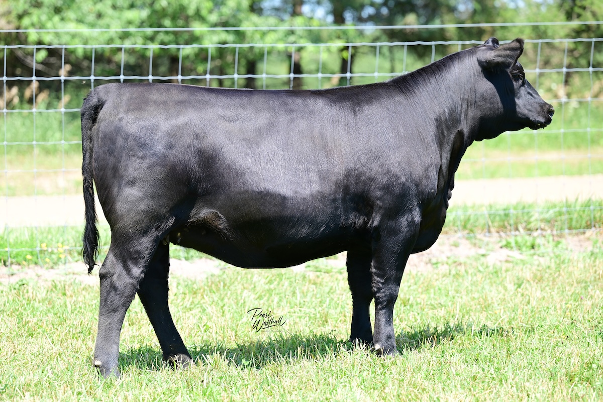 KB-Lucy of L55 N36