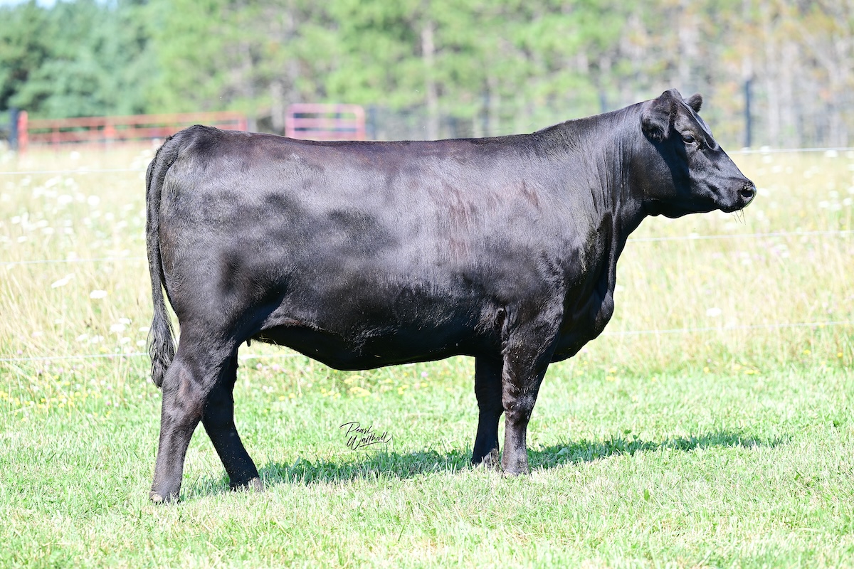 KB-Miss Beauty of M136 M58