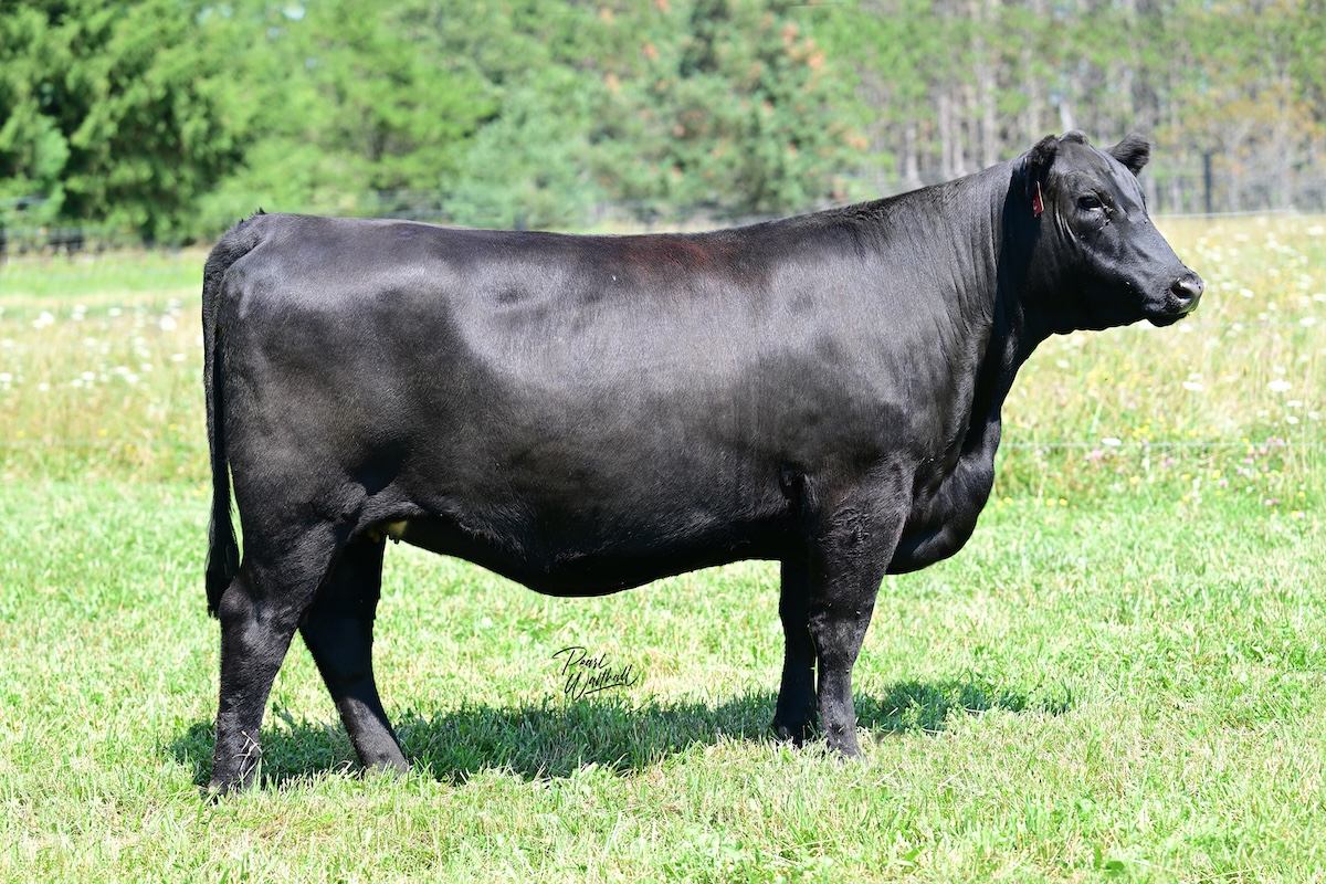 KB-Miss Beauty of M136 M68